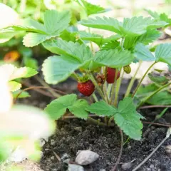 En planta smultron i jorden, med röda bär som börjar mogna.