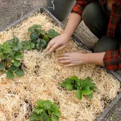 Här planteras jordgubbar i en bädd med halm. Vilken jord till jordgubbar som är bäst? Denna bädd ser lovande ut för god skörd.
