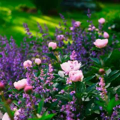 En vacker rabatt med rosa pioner och lila lavendel. Perfekt inspiration för att planera en rabatt som blommar vackert.