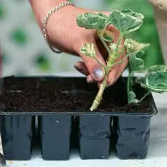 En hand planterar en stickling i en såbrätte. Nu är det dags att ta sticklingar för att föröka dina växter.