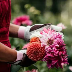Händer i trädgårdsgloves plockar en bukett med färgglada dahlior. En dahlia i kruka kan vara lika vacker.