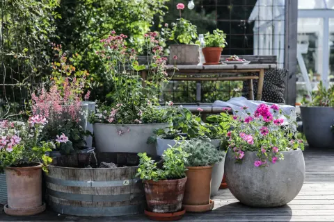 En härlig samling krukor med blommor, inklusive en heliotrop blomma, på en altan.