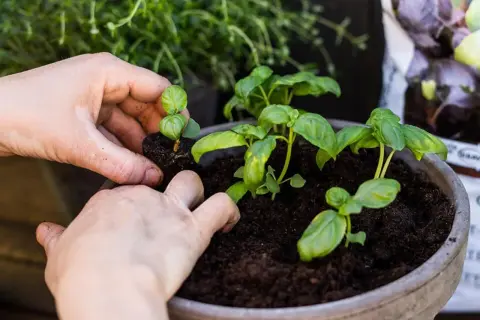 Händer planterar små basilika plantor i en kruka. Snart kan du njuta av att odla basilika hemma.