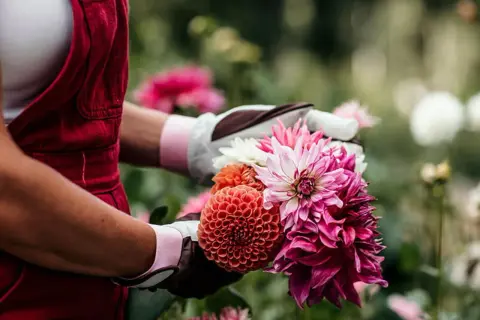 Händer i trädgårdsgloves plockar en bukett med färgglada dahlior. En dahlia i kruka kan vara lika vacker.