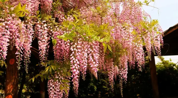 En vacker blåregn pergola med hängande rosa blomklasar. En idyllisk plats att njuta av våren.
