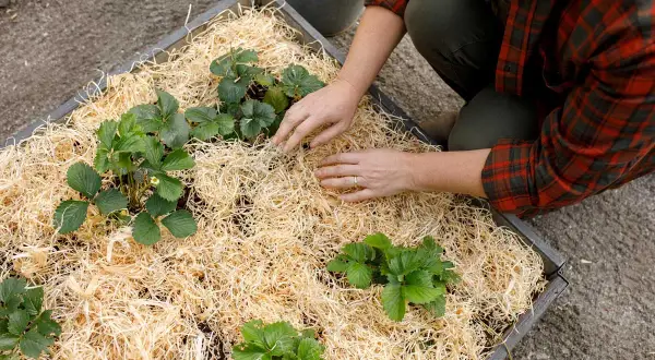Här planteras jordgubbar i en bädd med halm. Vilken jord till jordgubbar som är bäst? Denna bädd ser lovande ut för god skörd.