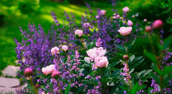 En lummig trädgård badar i solljus, med mjuka rosa pioner som blommar bland lila lavendel. En vacker syn av blommor i maj.