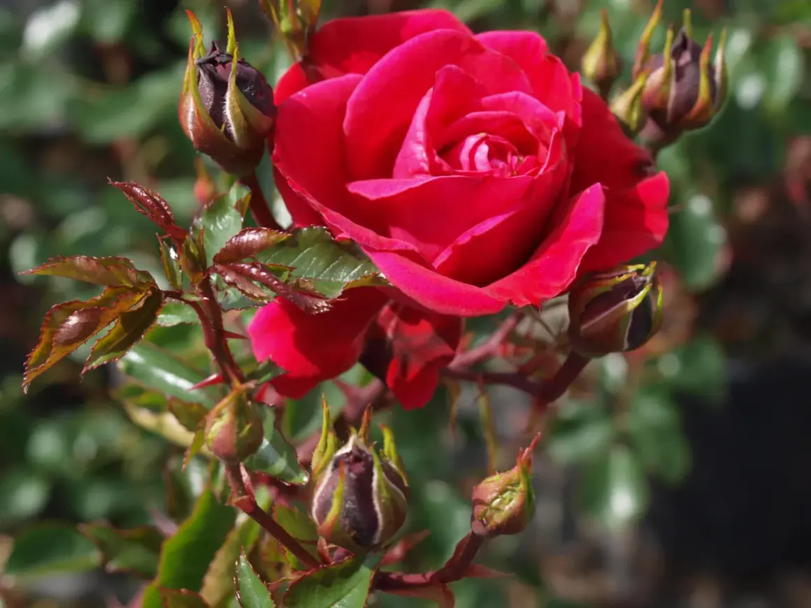 En djupröd ros, 'Ros New Dawn', blommar bland knoppar och gröna blad.