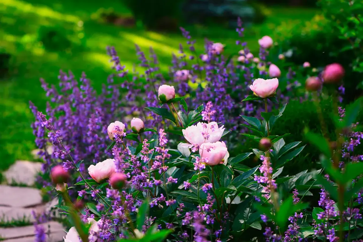 En lummig trädgård badar i solljus, med mjuka rosa pioner som blommar bland lila lavendel. En vacker syn av blommor i maj.
