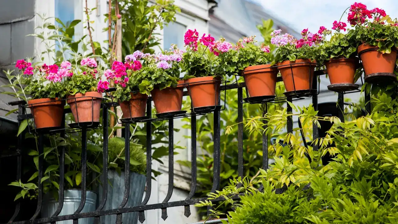 Blommor till balkongen - så väljer du sorter som håller hela sommaren