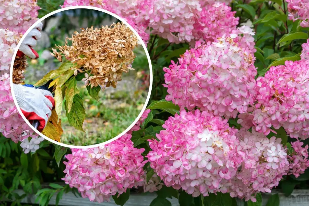 Händer i trädgårdshandskar klipper en vissnad hortensiablomma. Bredvid blommar friska, rosa hortensior.