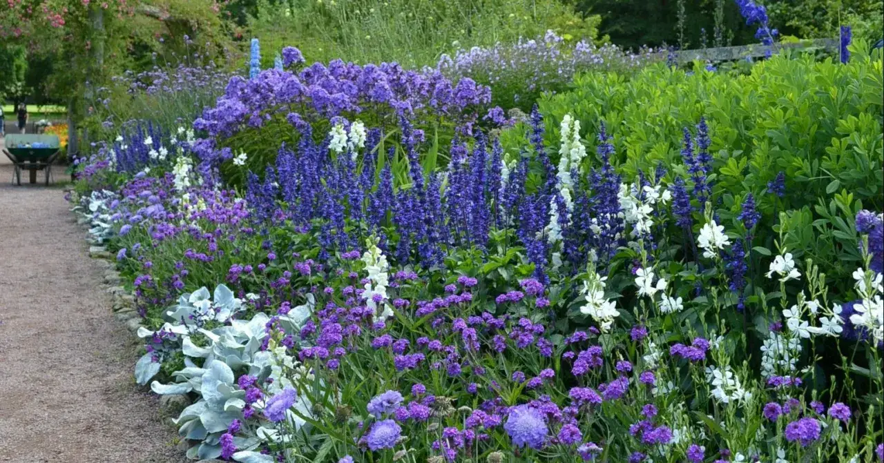 En rabatt med bl&aring; perovskia blue spire, vita blommor och silverblad l&auml;ngs en grusg&aring;ng.