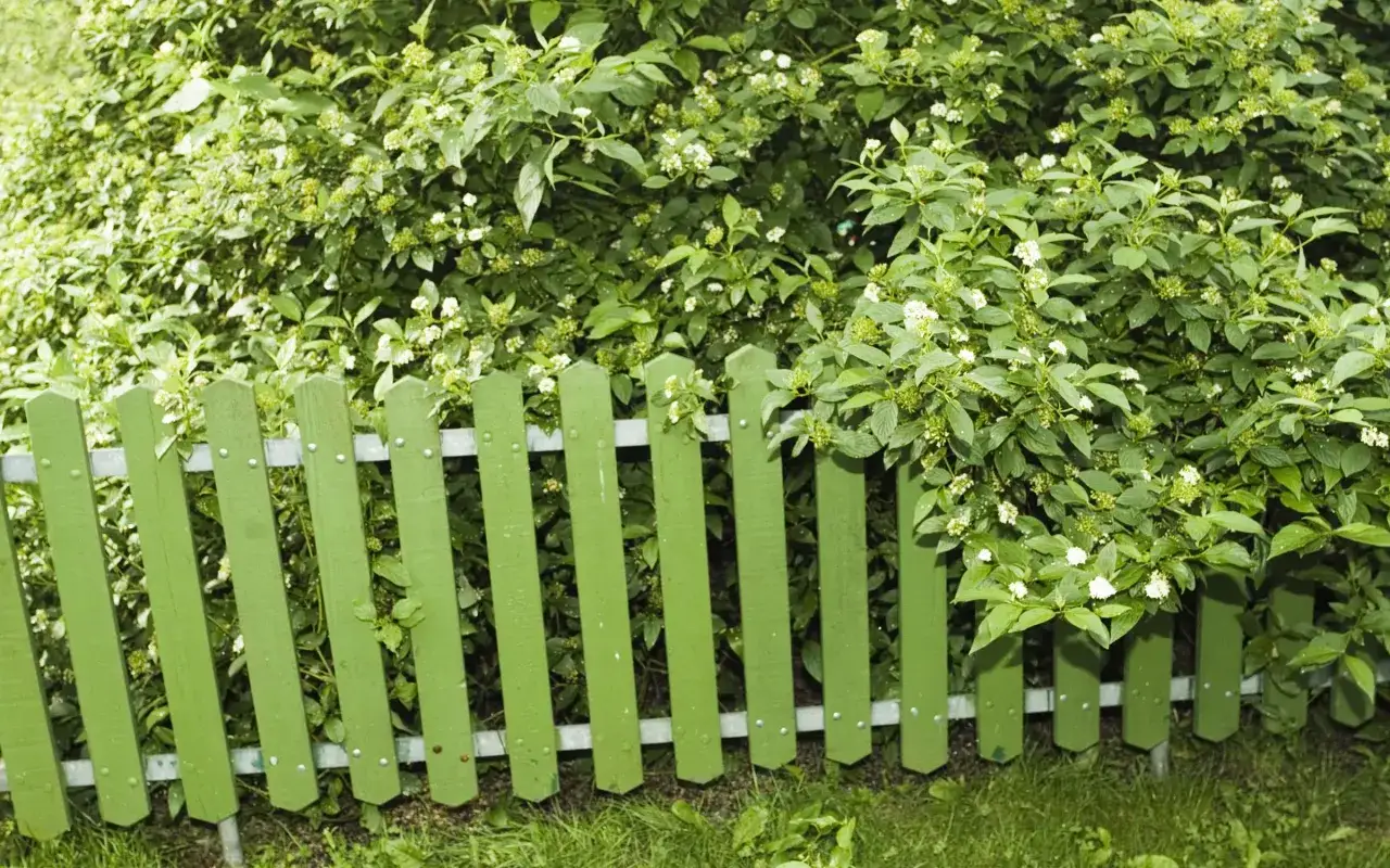 Gr&ouml;n tr&auml;plank som markerar ett plank mellan grannar, med frodig gr&ouml;nska och sm&aring; vita blommor bakom.