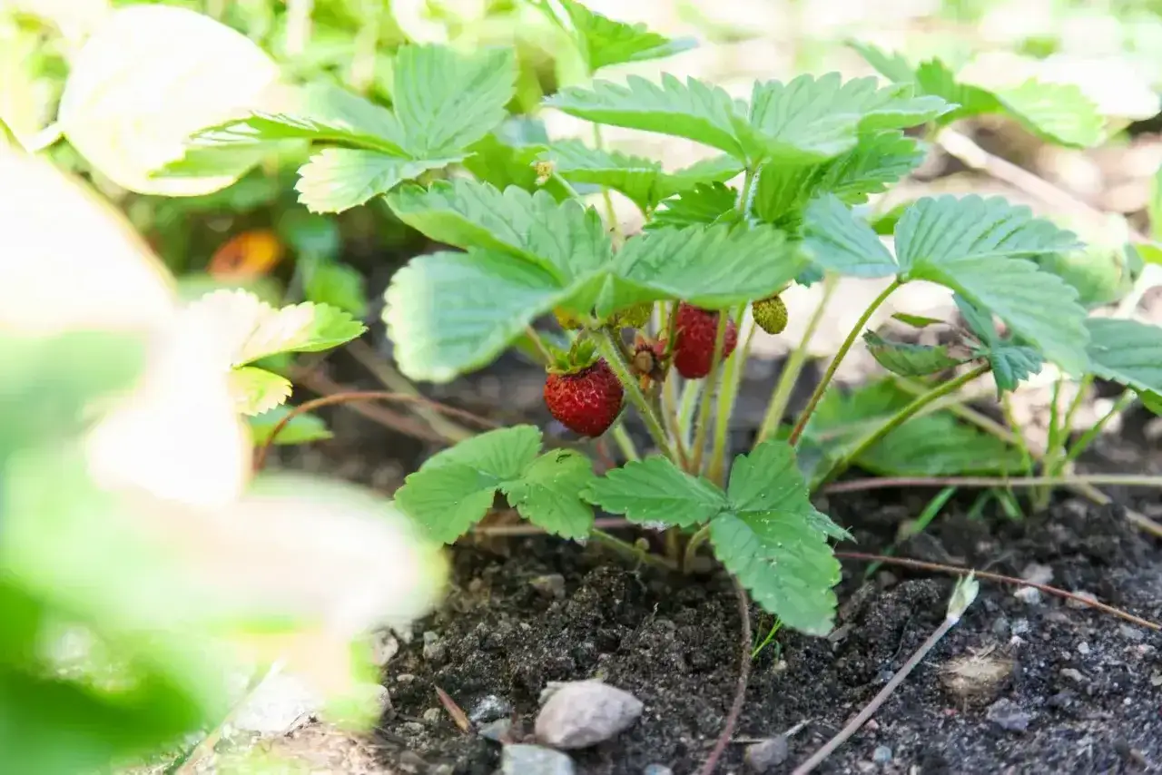 En planta smultron i jorden, med r&ouml;da b&auml;r som b&ouml;rjar mogna.