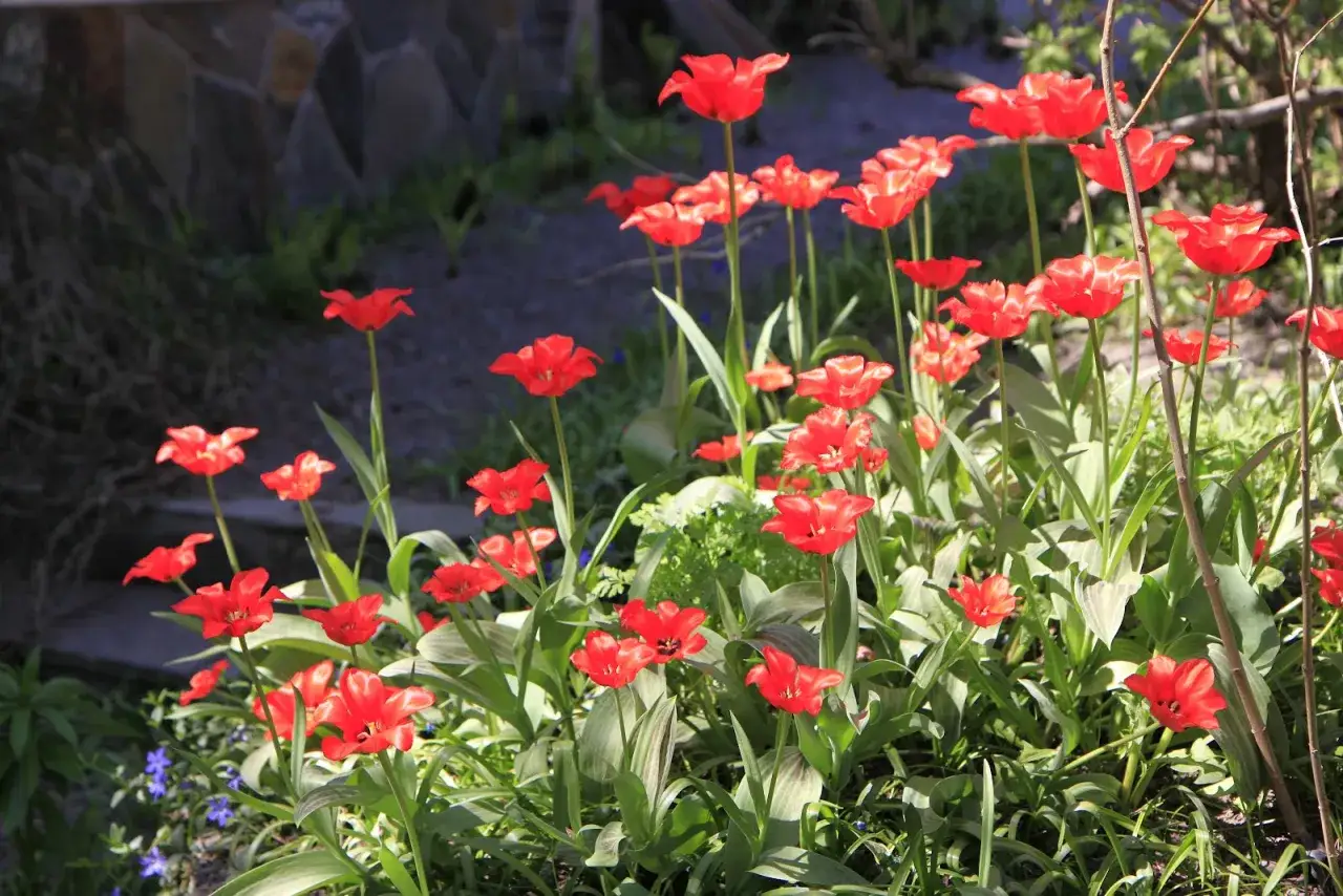 En rabatt med r&ouml;da tulpaner som trivs i den kalkrika jorden. Solen lyser p&aring; blommorna.