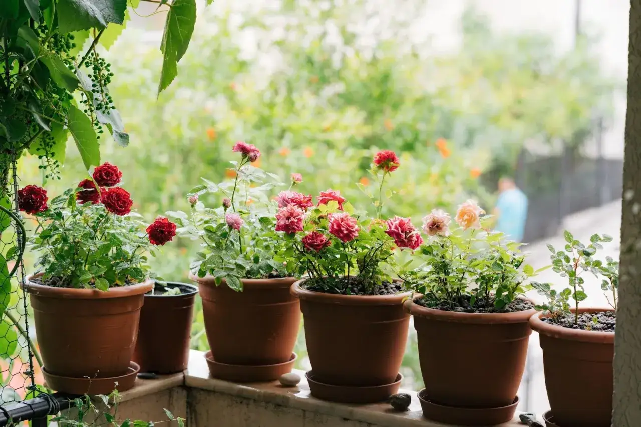 Vackra rosor i krukor p&aring; en balkong, redo att plantera rosor f&ouml;r en blomstrande sommar.