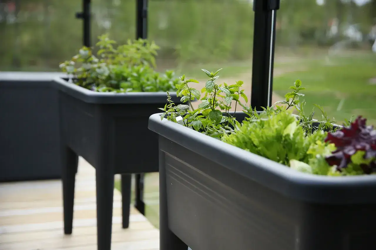 Plantera mynta och sallat i upphöjda odlingslådor på altanen.