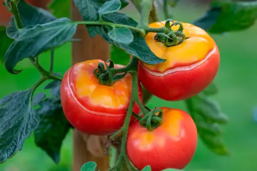 Vattna tomatplantor rätt - så undviker du sprickor och pistillröta
