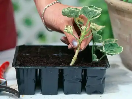 Sticklingsförökning steg för steg - så får du fler plantor