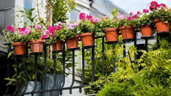 Färgglada blommor i terrakottakrukor pryder balkongräcket. Gröna bladverk ramar in den vackra vyn av blommor på balkong.